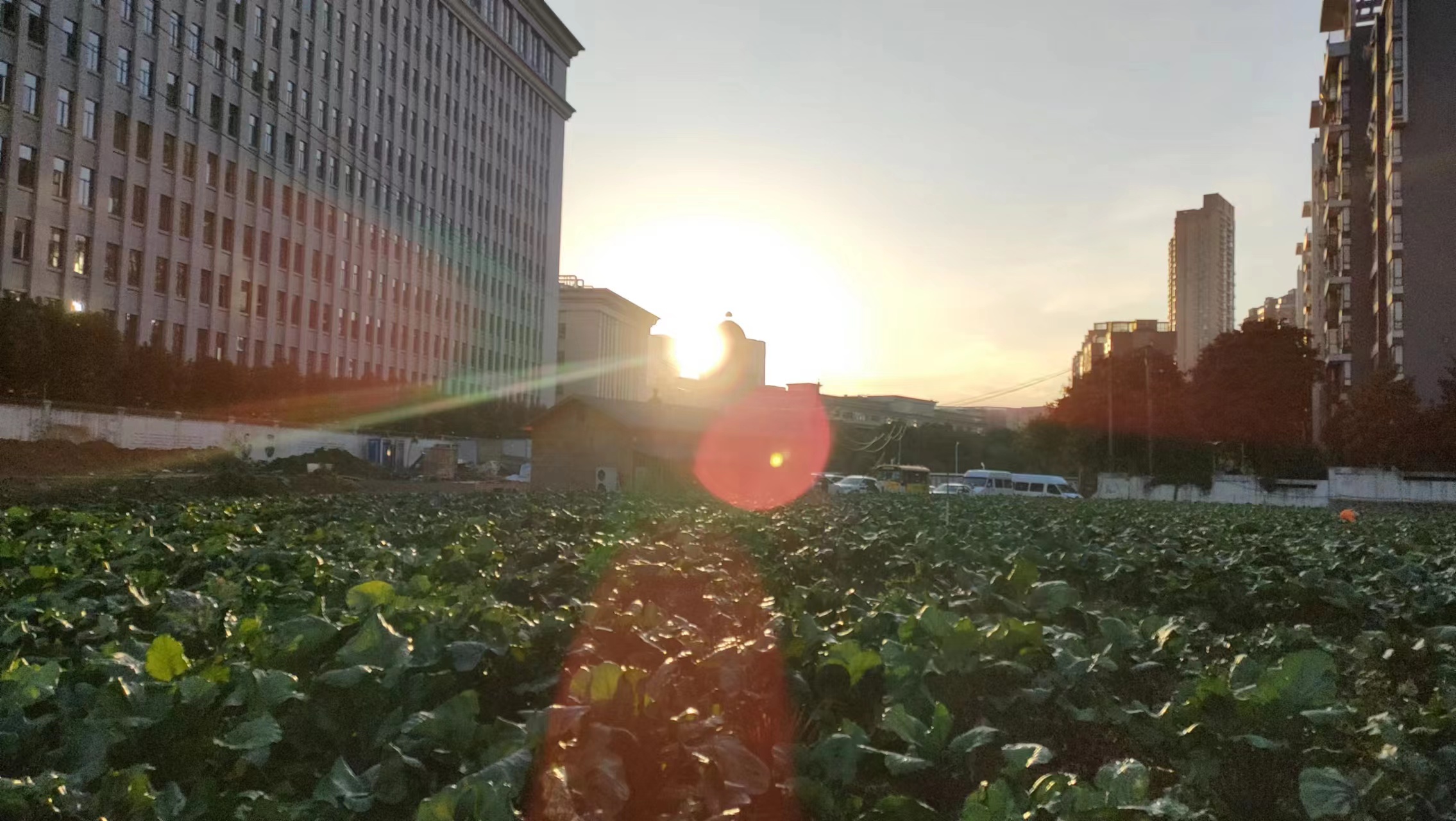 菜薹炒肉片