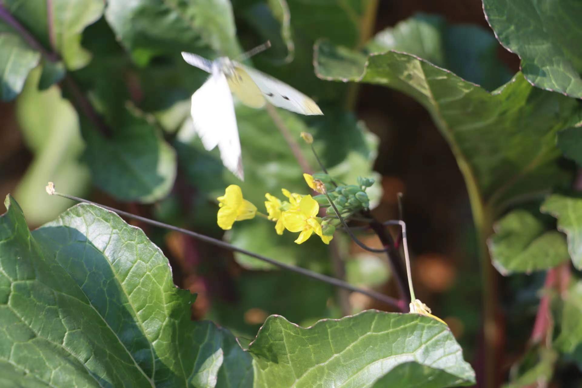 上汤菜薹